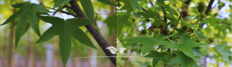 Säulenbaum kaufen | Säulen Amberbaum | Gardline